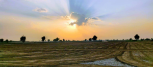 Farmland In Rajasthan